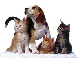 Федеральным законом от 20.10.2022 N 410-ФЗ усилена административная ответственность за правонарушения в сфере ветеринарии.