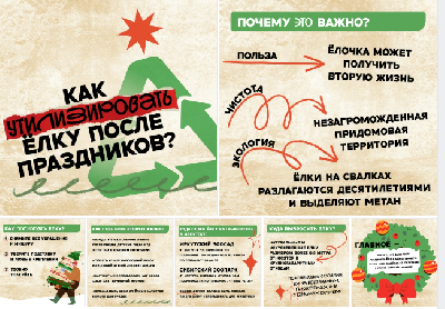 Зеленая красавица всегда вдоволь радует нас в новогодние праздники 